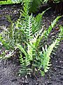 Polypodium vulgare2