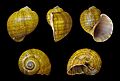 Pomacea canaliculata 01