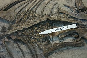 Archivo:Psittacosaurus stomach stones
