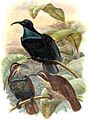 Ptiloris paradiseus by Bowdler Sharpe
