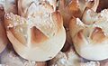 Putok bread (Philippines)