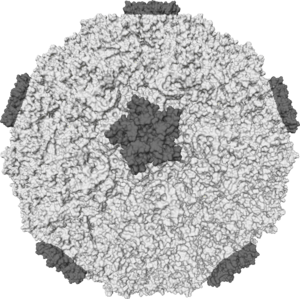 Archivo:Rhinovirus