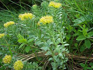 Archivo:Rhodiola rosea a2