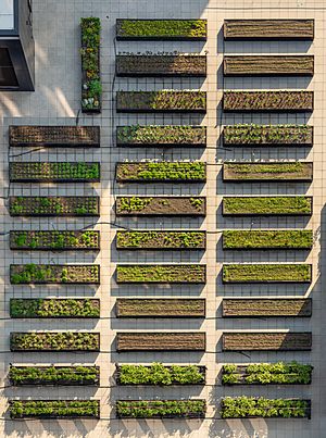 Archivo:Rooftop farm at the Essex (65787p)