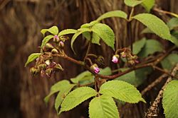 Rubus bogotensis.jpg