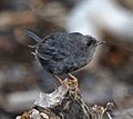 Scytalopus magellanicus - Magellanic tapaculo