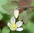 Semiaquilegia adoxoides (flower s5)