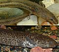 Sirenidae