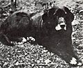 St Johns dog