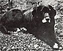 St Johns dog.jpg
