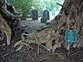 The Llangernyw yew split