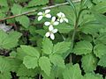 Toothwort (Dentaria diphylla)