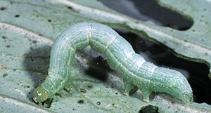 Archivo:Trichoplusia ni larva