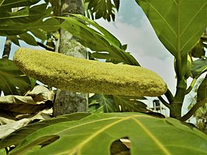 Archivo:Une fleur entre les feuillages de l'arbre à pain (ou arbre de bèlèfoutou en langue locale au Bénin)