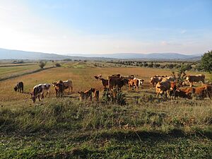 Archivo:Vacas y terneros pastando (Vistabella del Maestrat, España)