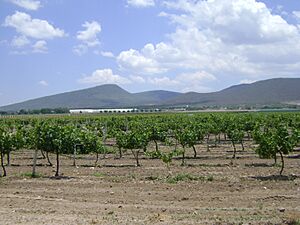 Archivo:Viñedos Freixenet, Querétaro
