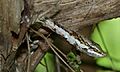Vine Snake (Thelotornis capensis) (6011690147)