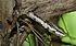 Vine Snake (Thelotornis capensis) (6011690147).jpg