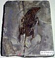 Zhangheotherium quinquecuspidens