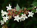 Abelia flowers