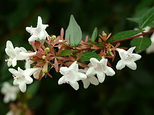 Archivo:Abelia flowers