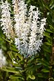 Agastachys odorata - Proteaceae