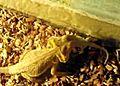 Alimentacion pogona vitticeps1