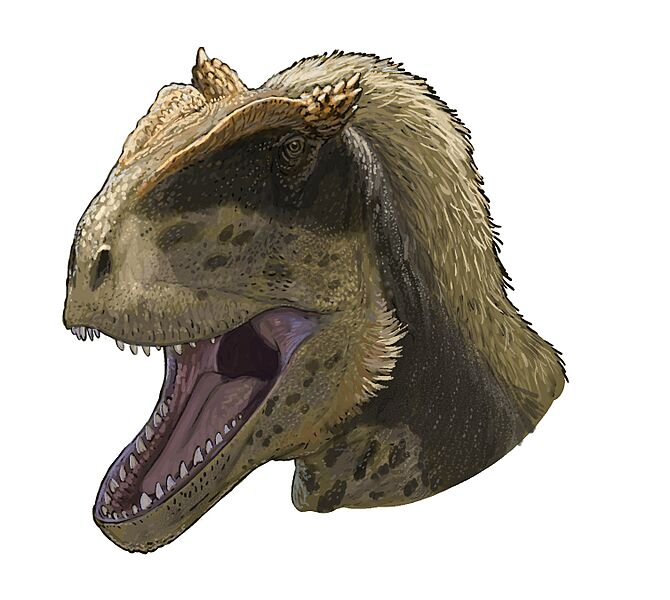 Alpkarakush portrait