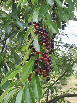 Archivo:Amerikaanse vogelkers bessen Prunus serotina