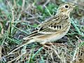 Anthus spragueii, Harlingen, Texas 2