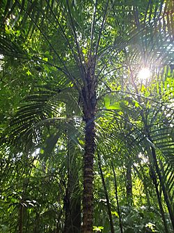 Arecales - Bactris mexicana - 4.jpg