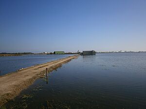 Archivo:Arrozal desde El Palmar