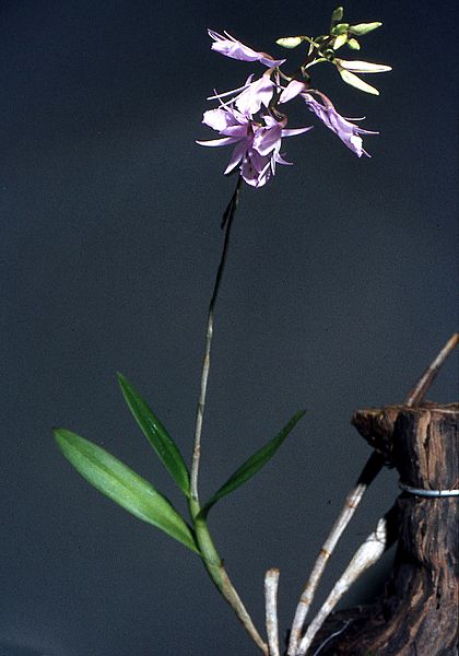 Barkeria palmeri Orchi 001