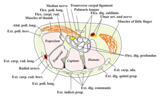 Carpal-Tunnel.svg