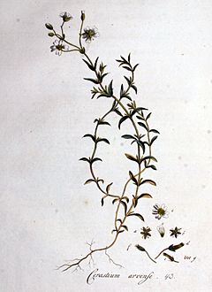 Archivo:Cerastium arvense — Flora Batava — Volume v1