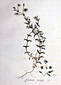 Cerastium arvense — Flora Batava — Volume v1