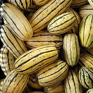 Archivo:Cucurbita pepo Delicata squash Green Mountain Girls Farm