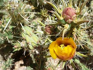 Archivo:Cylindropuntia-acanthocarpa-20080330