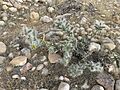 Cylindropuntia whipplei 16