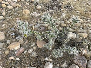 Archivo:Cylindropuntia whipplei 16