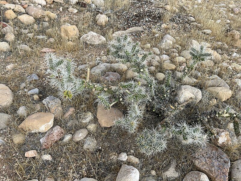 Cylindropuntia whipplei 16