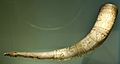 Drinking Horn - Brynjólfur Jónsson of Skarð, South Iceland - 1598