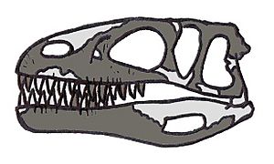 Archivo:Dubreuillosaurus skull
