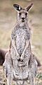 Eastern Grey kangaroo, Majura Nature Reserve ACT 03