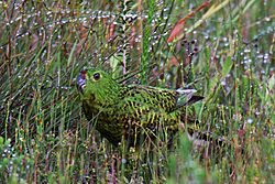 Eastern Ground Parrot at Barren Grounds Nature Reserve NSW Australia.jpg
