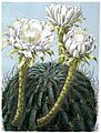 Echinopsis obrepanda ssp obrepanda BlKakteenT100