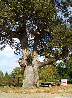 Elamville Alabama Old Oak Tree.JPG