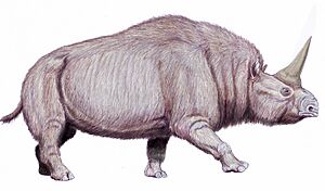 Archivo:Elasmotherium sib1225