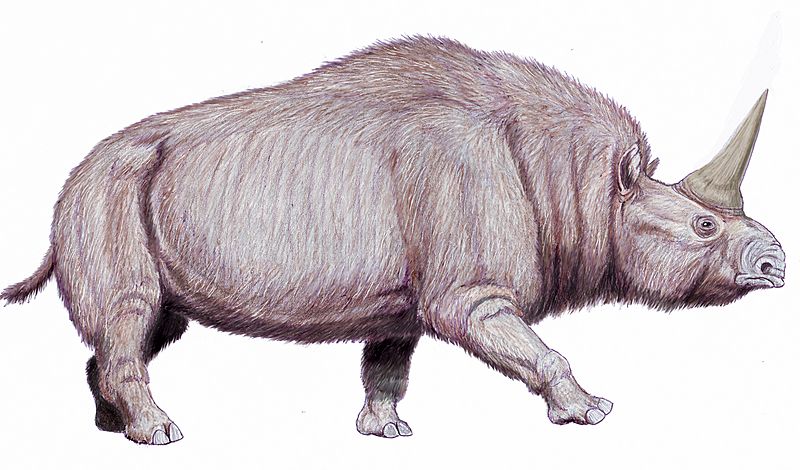 Elasmotherium sib1225