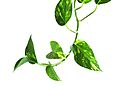 Epipremnum aureum vine
